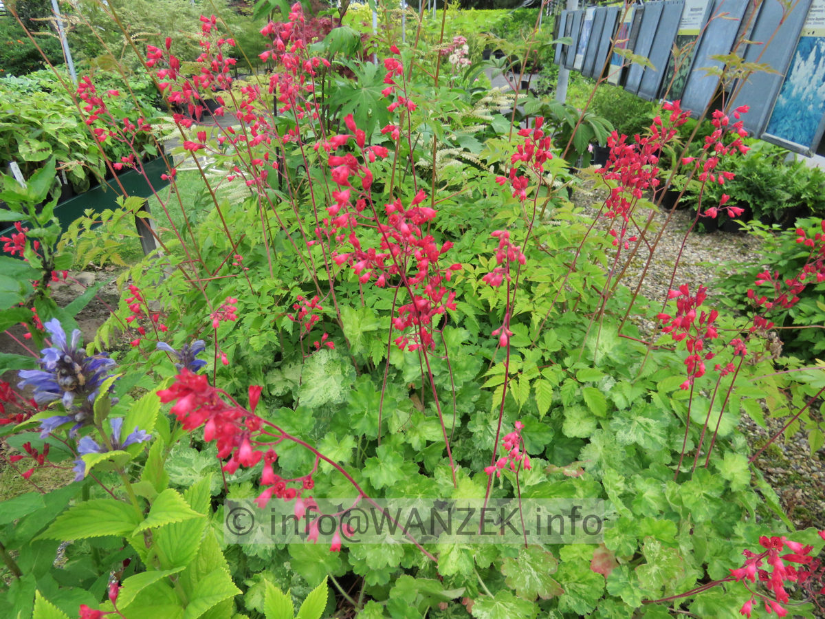 Heuchera pruhoniciana Hercules 01.JPG